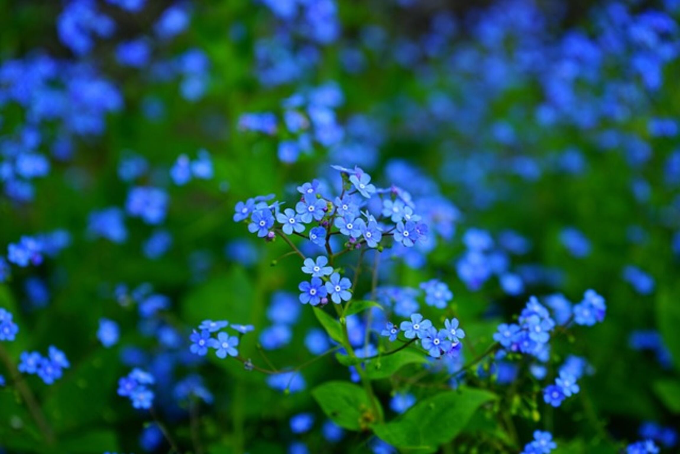Bild: Pixabay-Hans