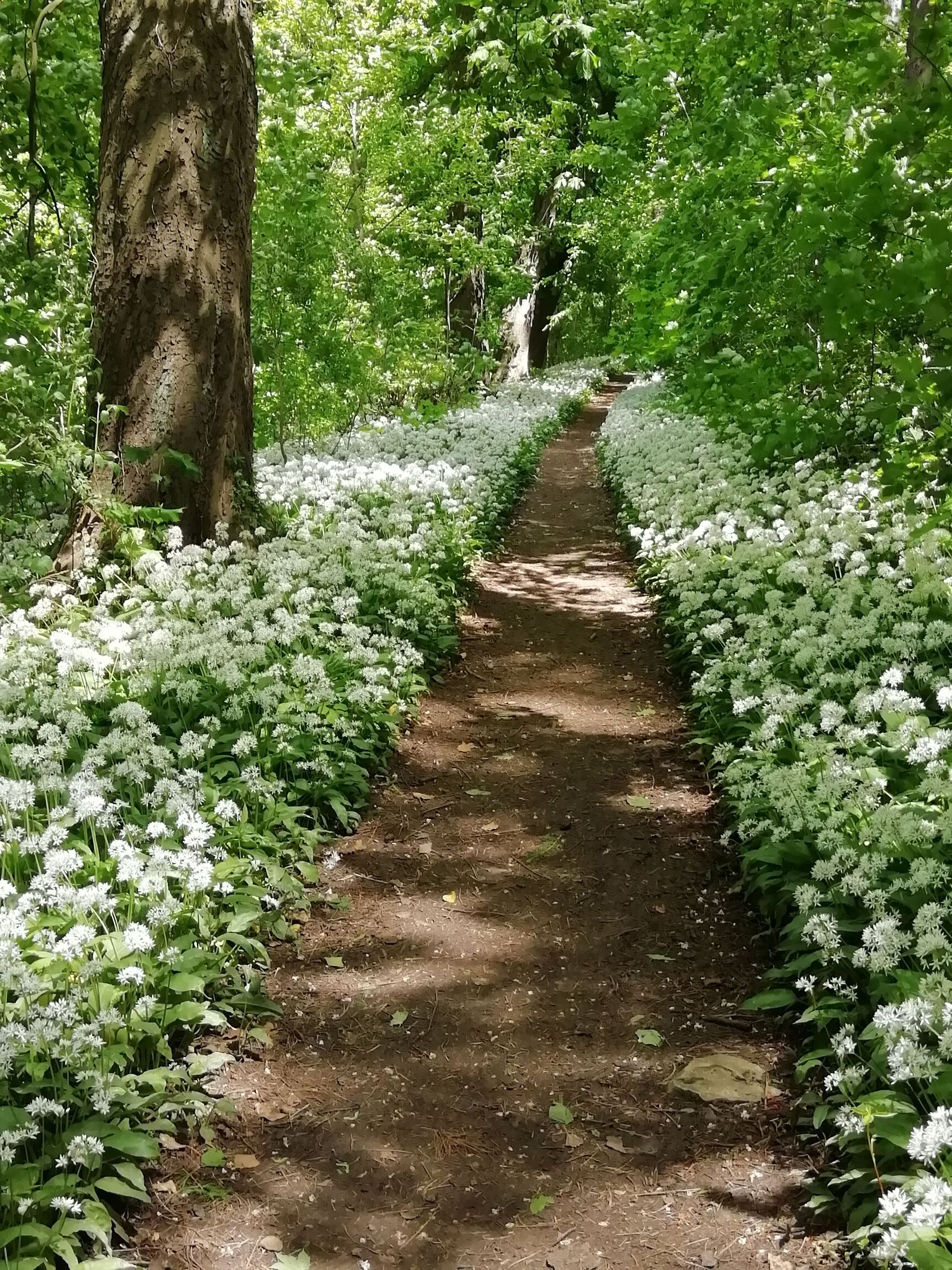 Bärlauchblüte im Deister