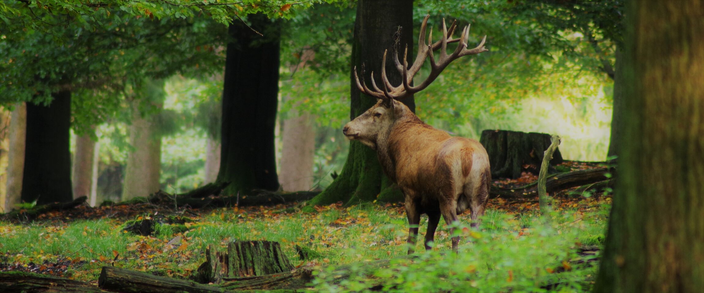 Der Platzhirsch | Bild: Vincent Beckmann