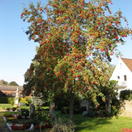 Impressionen des Friedhofes in Schliekum