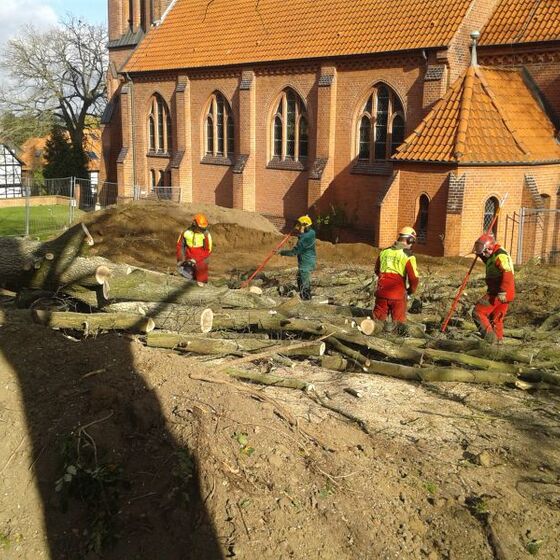 Baumfällungen hinter der St. Ludgeri Kirche