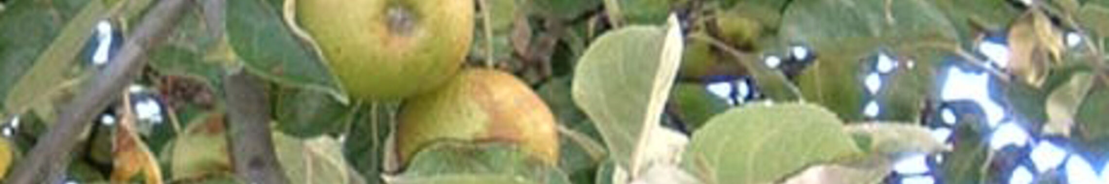 apfel