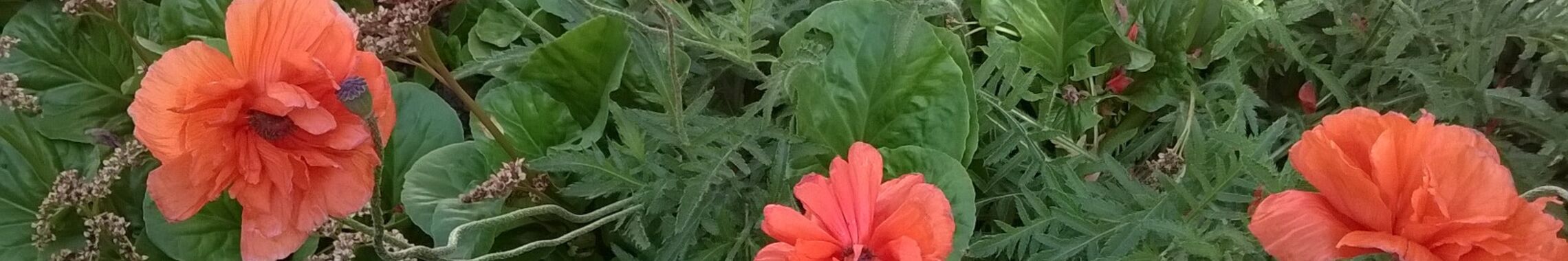 mohn