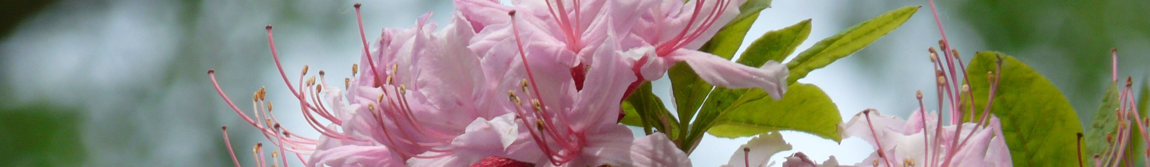 Azaleen Ohrbergpark | Foto D. Hellmold-Ziesenis