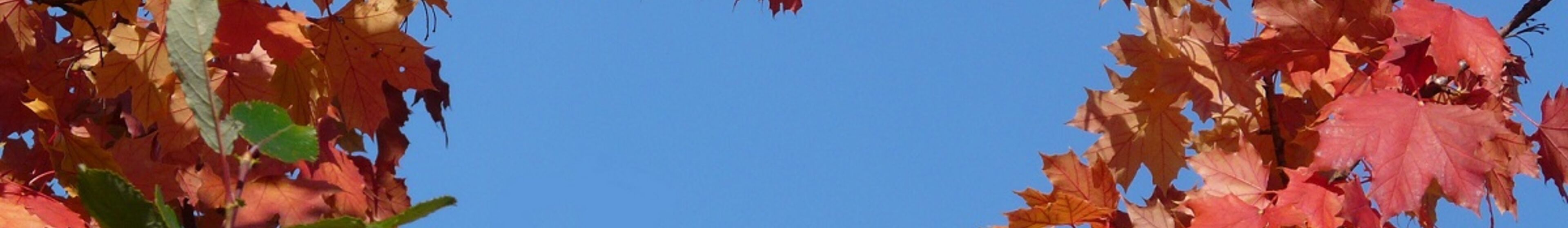 Herz aus Hebst Blättern | Foto D. Hellmold-Ziesenis