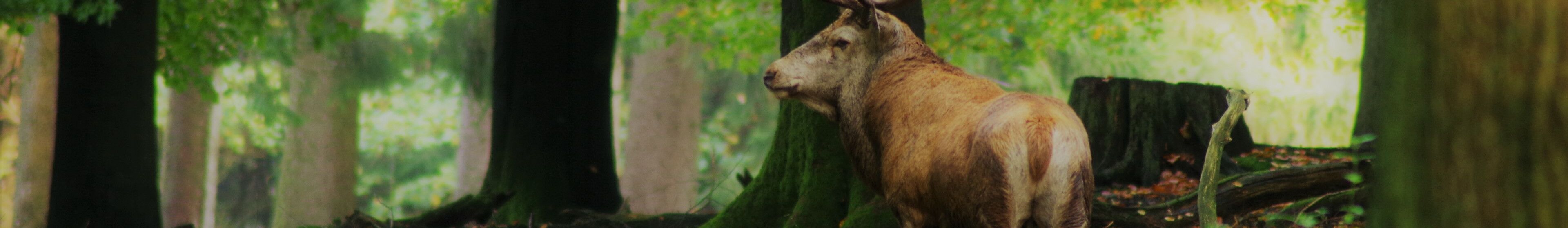 Der Platzhirsch | Bild: Vincent Beckmann