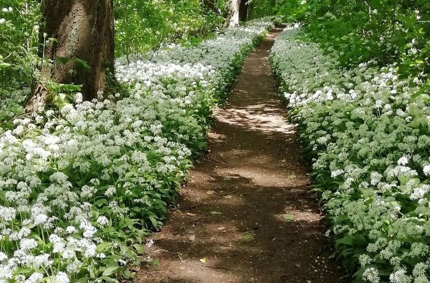 Bärlauchblüte im Deister