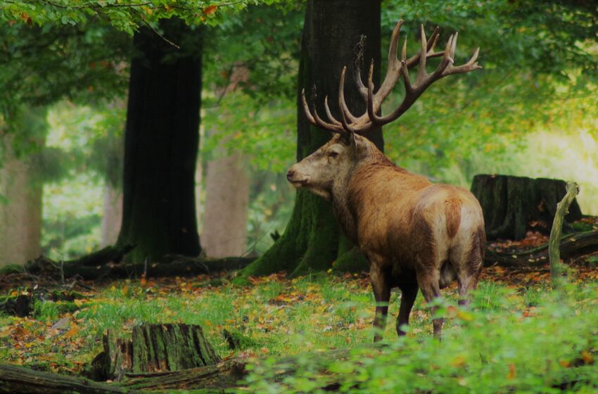 Der Platzhirsch | Bild: Vincent Beckmann